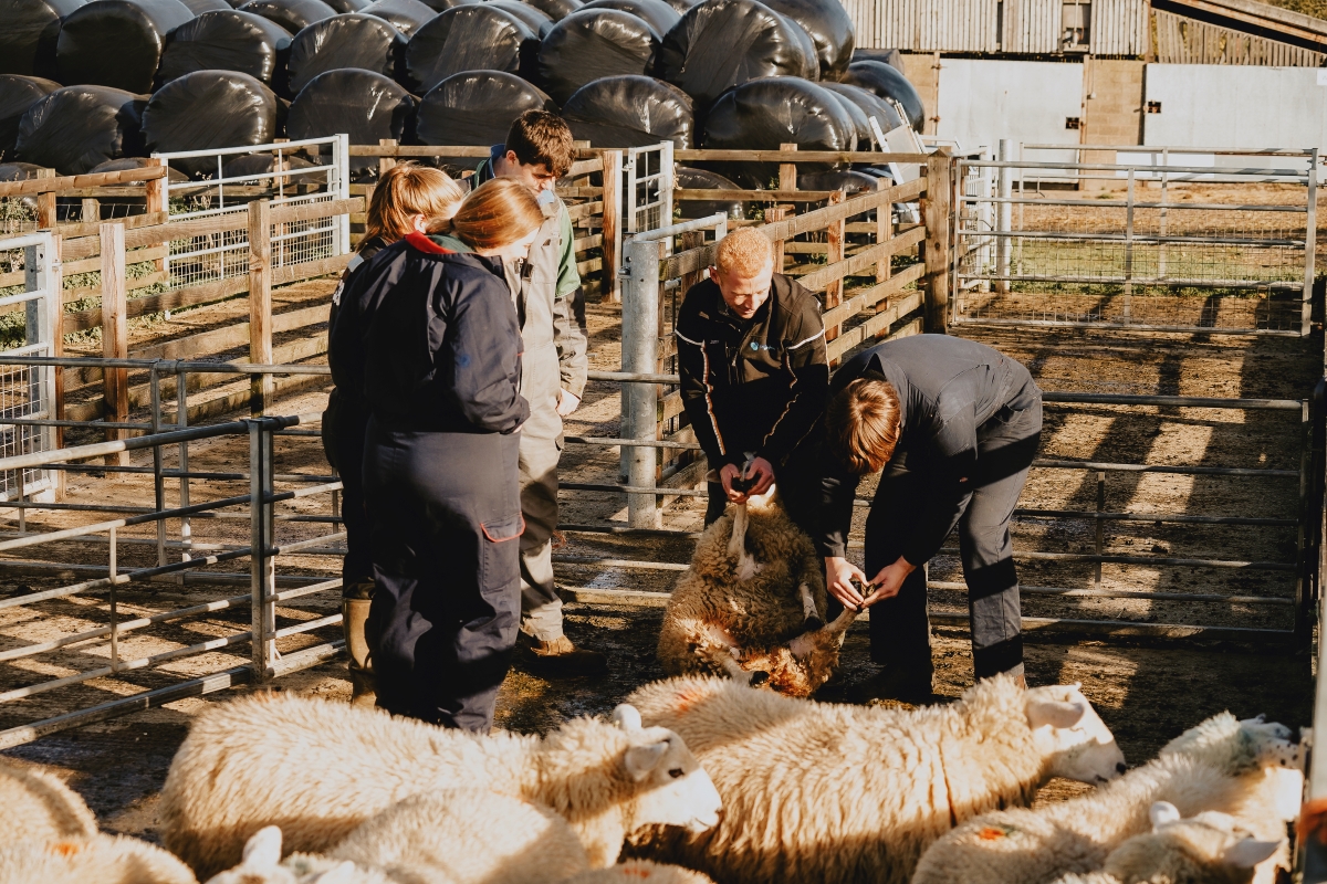 students with sheeps.